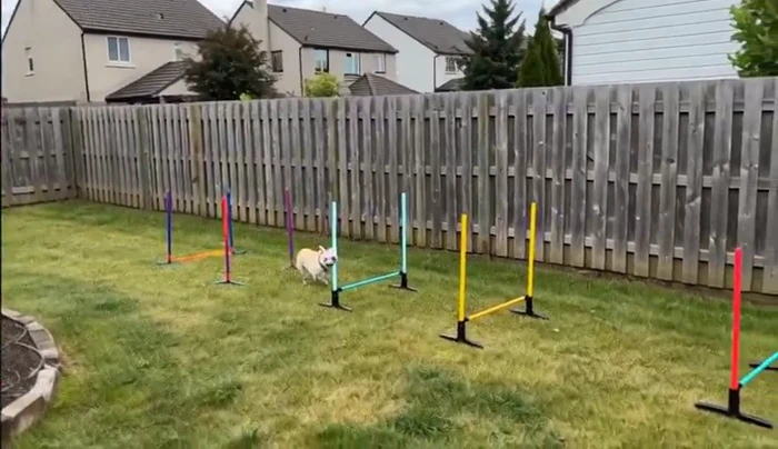 A French Bulldog Under Precise Direction