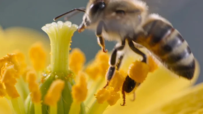 Bee pollination macro, +5s extend
