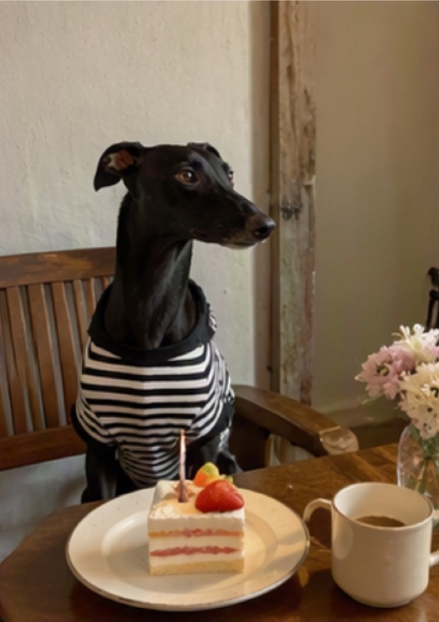 Dog cafe vlog, one-click assembly · Imagem de referência · img 046