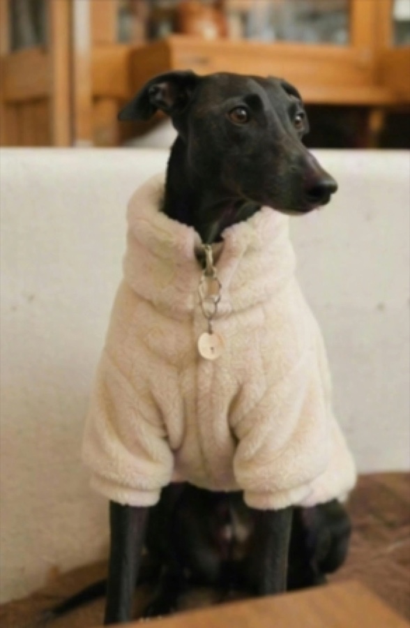 Dog cafe vlog, one-click assembly · Imagem de referência · img 051