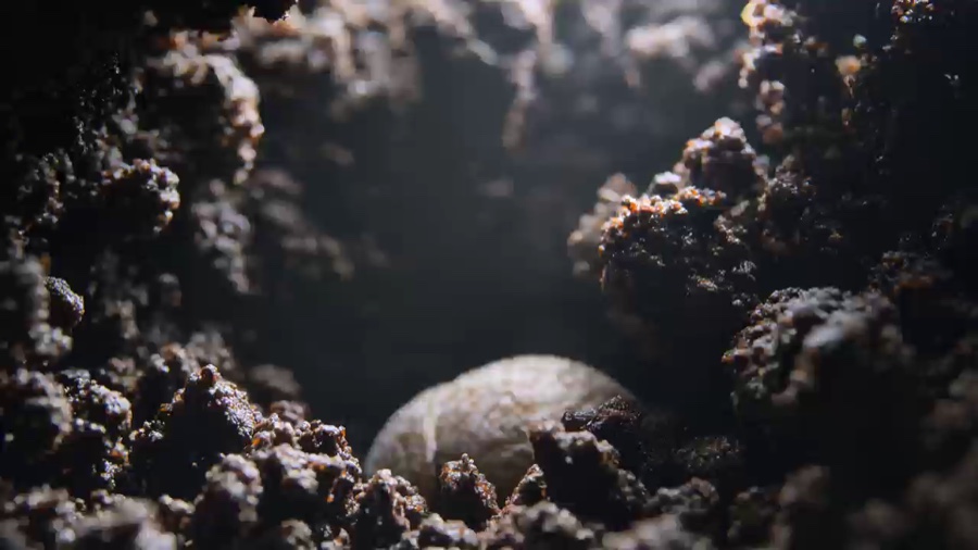 Bee pollination macro, +5s extend · Vídeo base · video1